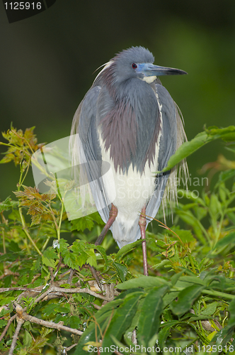 Image of Tricolor Heron, Egretta tricolor