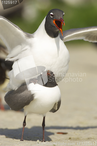 Image of Laughing Gull, Larus atricilla