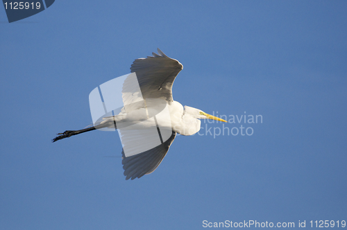 Image of Great Egret, Ardea alba