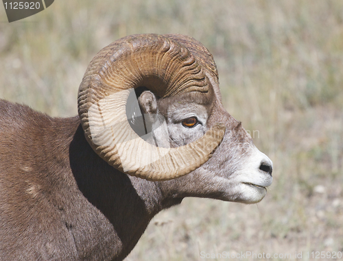 Image of Bighorn Sheep