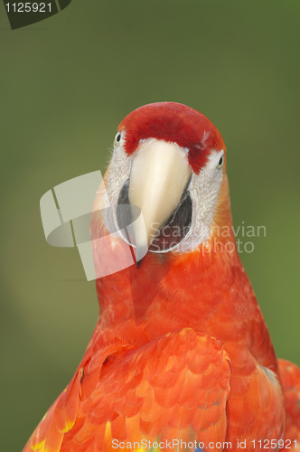 Image of Macaw, Ara severa