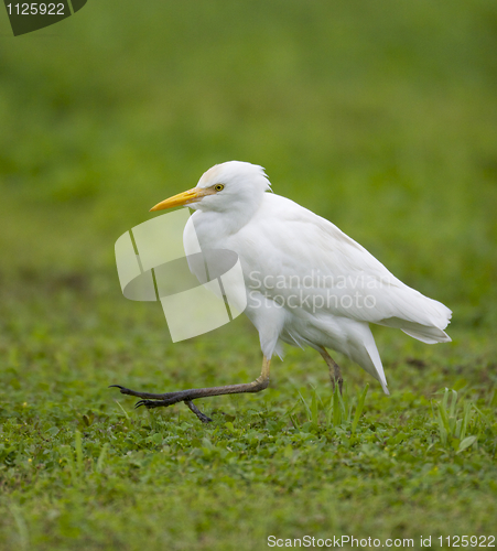 Image of Cattle Egret, Bubulcus ibis