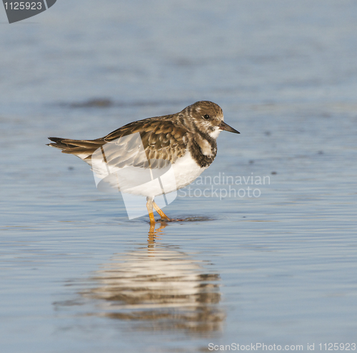 Image of Ruddy Turnstone, Arenaria interpres