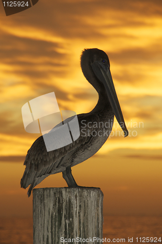 Image of Brown Pelican, Pelecanus occidentalis