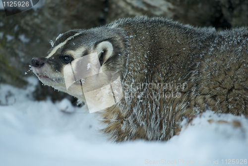 Image of American Badger