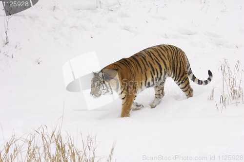 Image of Amur Tiger