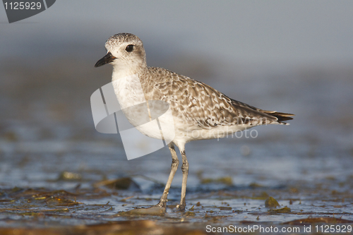 Image of Black-bellied Plover, Pluvialis squatorola