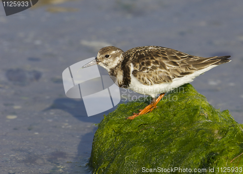 Image of Ruddy Turnstone, Arenaria interpres
