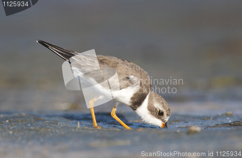 Image of Semipalmated Plover, Charadrius semipalmatus