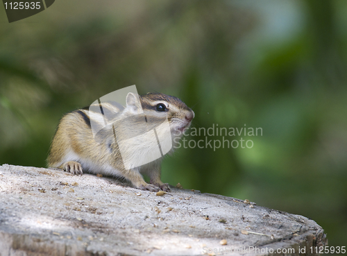 Image of Siberian Chipmunk