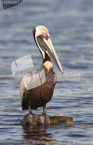 Image of Brown Pelican, Pelecanus occidentalis