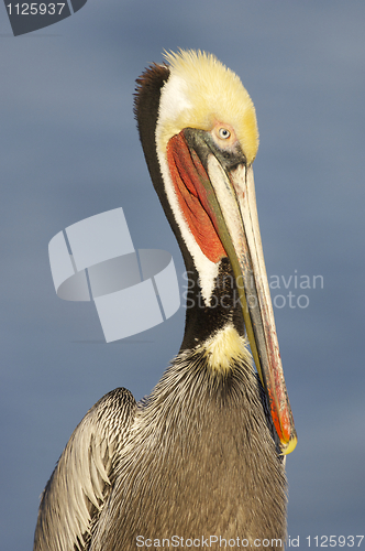 Image of California Brown Pelican, Pelecanus occidentalis