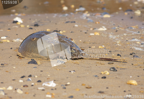 Image of Horseshoe Crab 