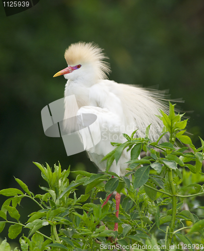 Image of Cattle Egret, Bubulcus ibis