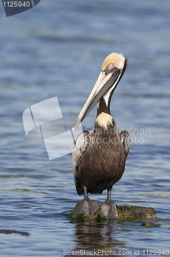 Image of Brown Pelican, Pelecanus occidentalis