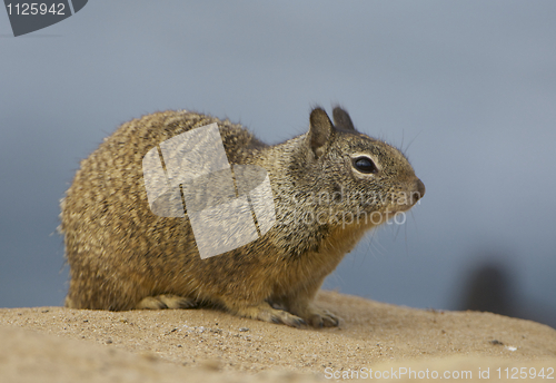 Image of California Ground Squirrel