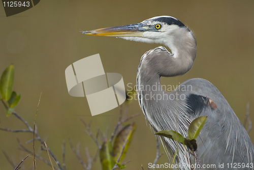 Image of Great Blue Heron, Ardea herodias