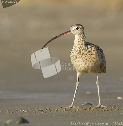 Image of Long-billed Curlew, Numenius americanus