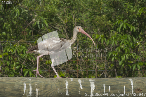 Image of White Ibis, Eudocimus albus