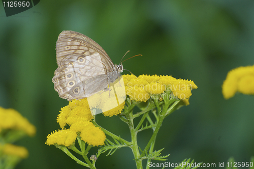 Image of Three spotted Brown Butterfly