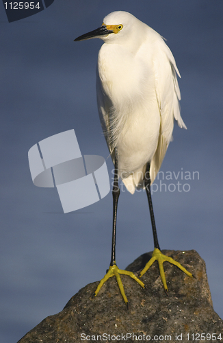 Image of Snowy Egret, Egretta thula