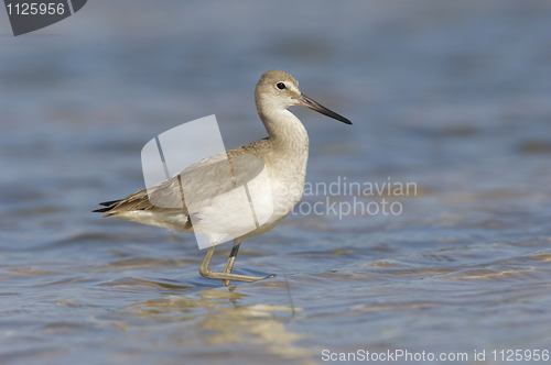 Image of Eastern Willet, Tringa semipalmata