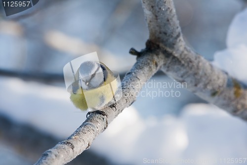 Image of Blue tit on twig