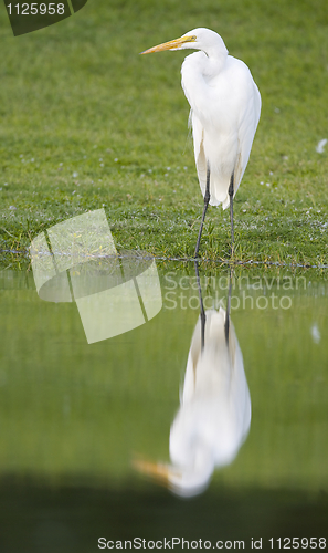 Image of Great Egret, Ardea alba