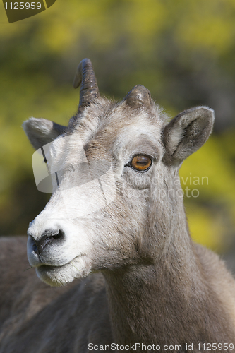 Image of Bighorn Sheep