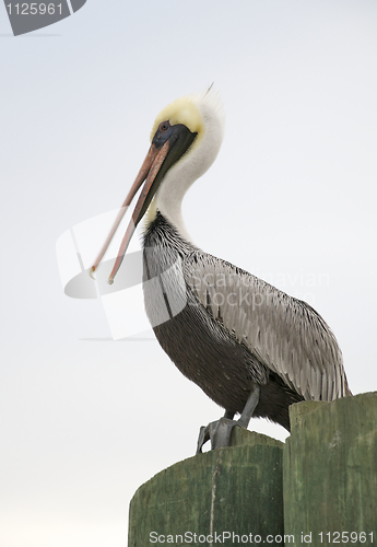 Image of Brown Pelican, Pelecanus occidentalis