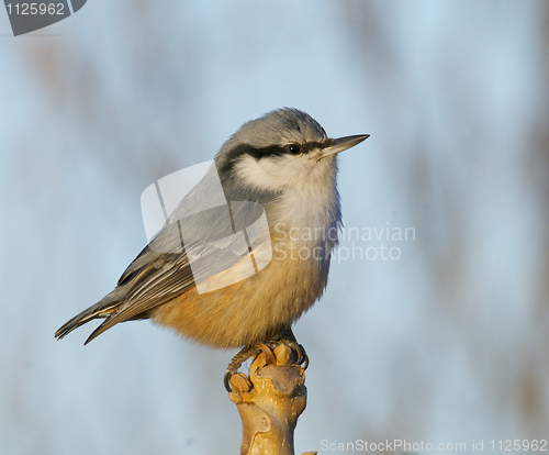 Image of Eurasian Nuthatch, Sitta europaea