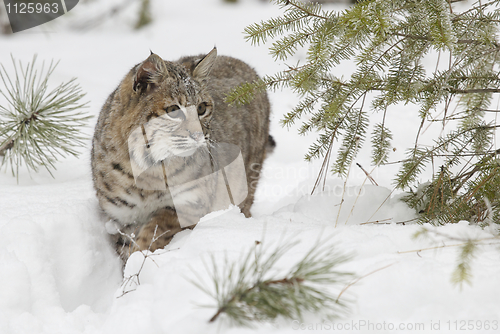 Image of Bobcat in deep white snow