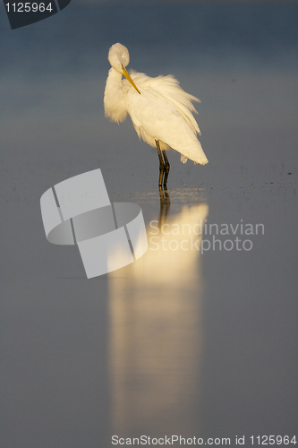 Image of Great Egret, Ardea alba