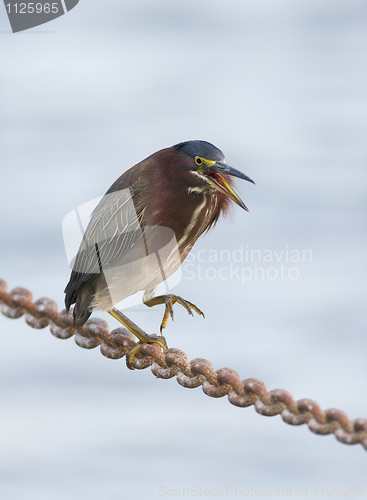 Image of Green Heron, Butorides virescens