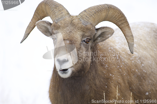 Image of Bighorn Sheep