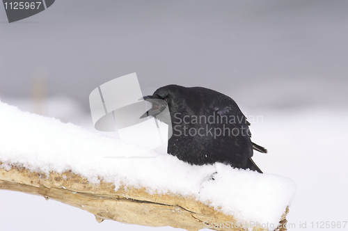 Image of American Crow