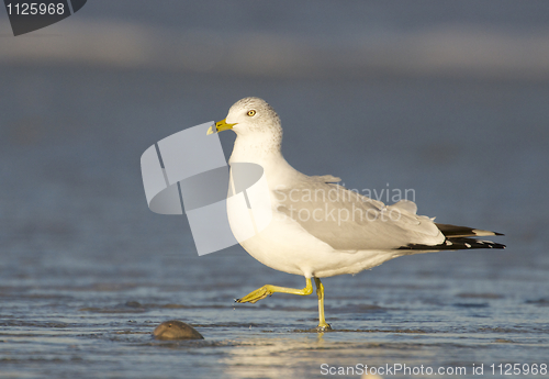 Image of Herring Gull, Larus delawarensis argentatus