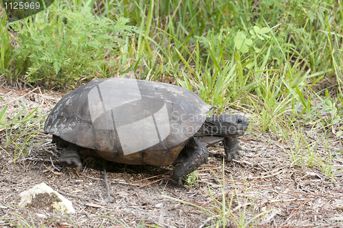 Image of Endangered Gopher Turtle or Tortoise 