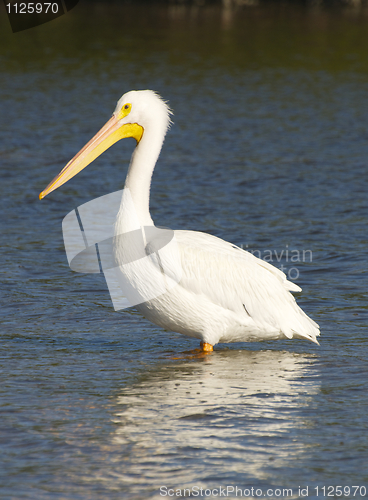 Image of American White Pelican, Pelecanus erythrorhynchos