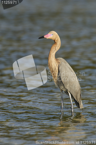 Image of Reddish Egret, Egretta rufescens