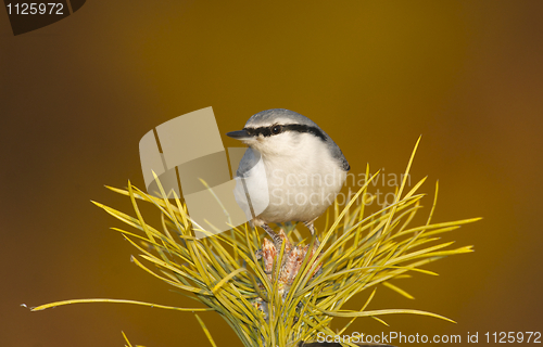 Image of Eurasian Nuthatch, Sitta europaea