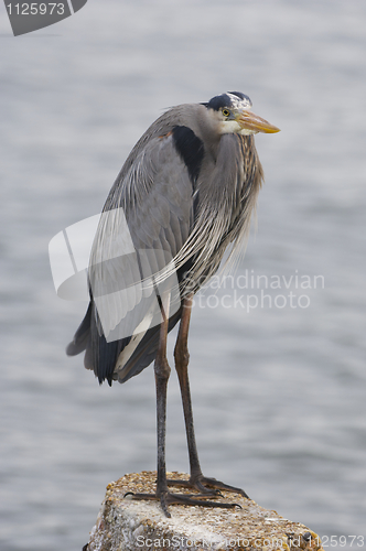 Image of Great Blue Heron, Ardea herodias