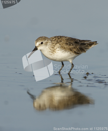 Image of Dunlin, Calidris alpina