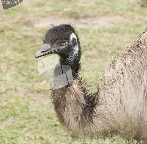 Image of Emu portrait 