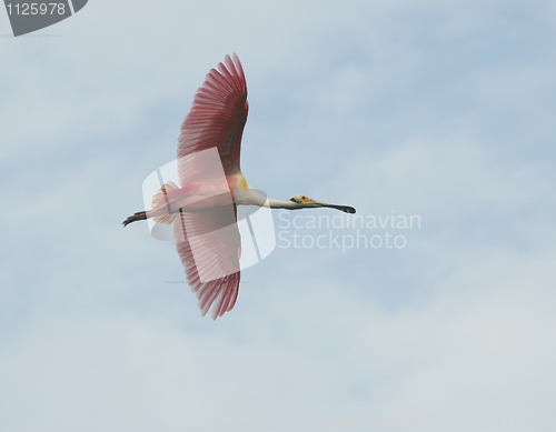 Image of Roseate Spoonbill, Platalea ajaja