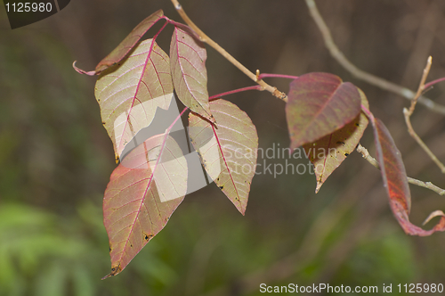 Image of Poison Ivy "leaves of three" 