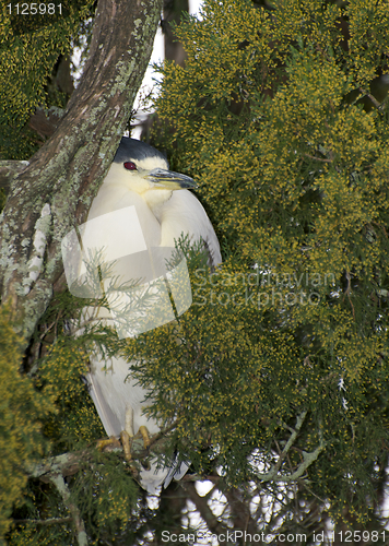 Image of Adult Yellow-crowned Night Heron, Nyctanassa violacea