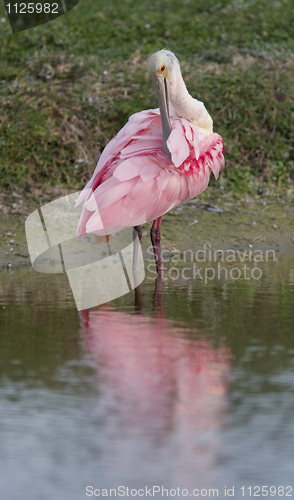 Image of Roseate Spoonbill, Platalea ajaja