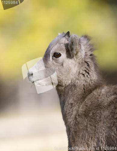 Image of Bighorn Sheep