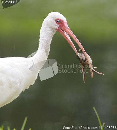 Image of White Ibis, Eudocimus albus